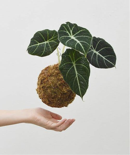 Уход за кокедамой