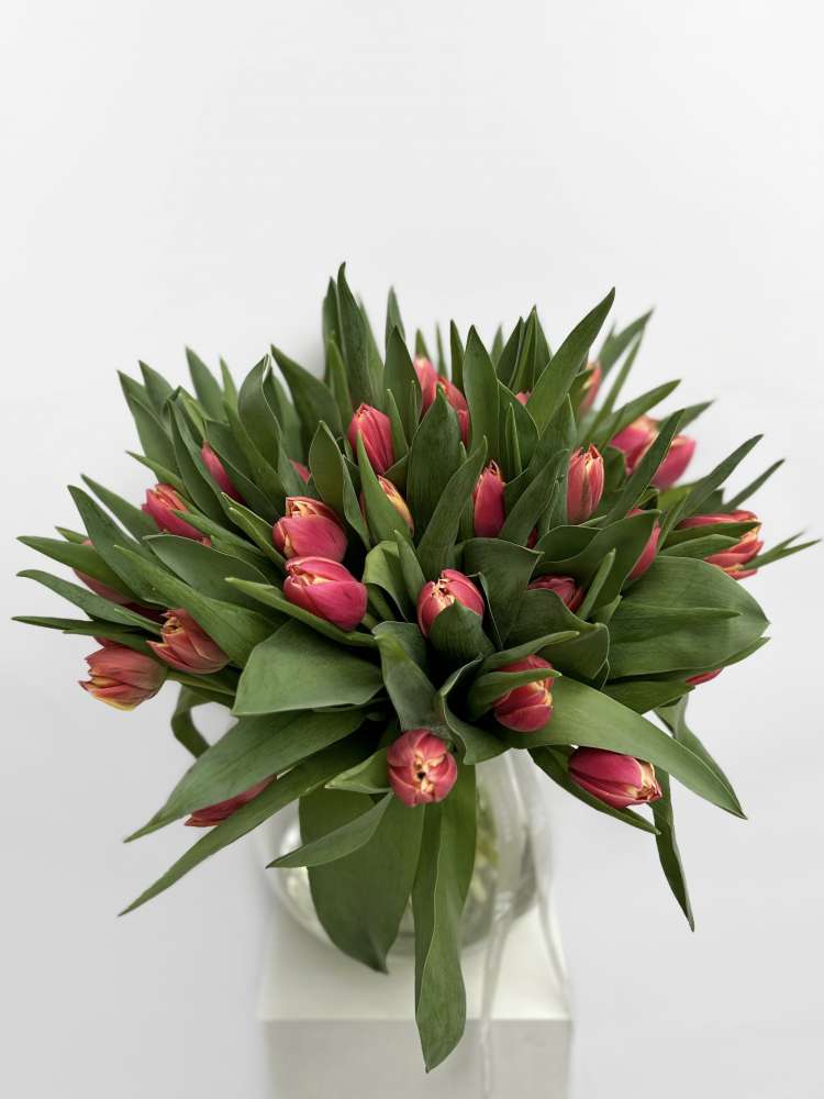 Букет из 49 пионовидных тюльпанов ду оранж принцесс