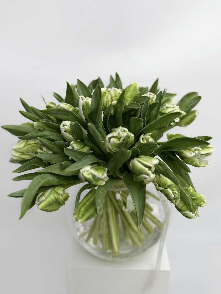 Букет из 47 тюльпанов супер пэррот